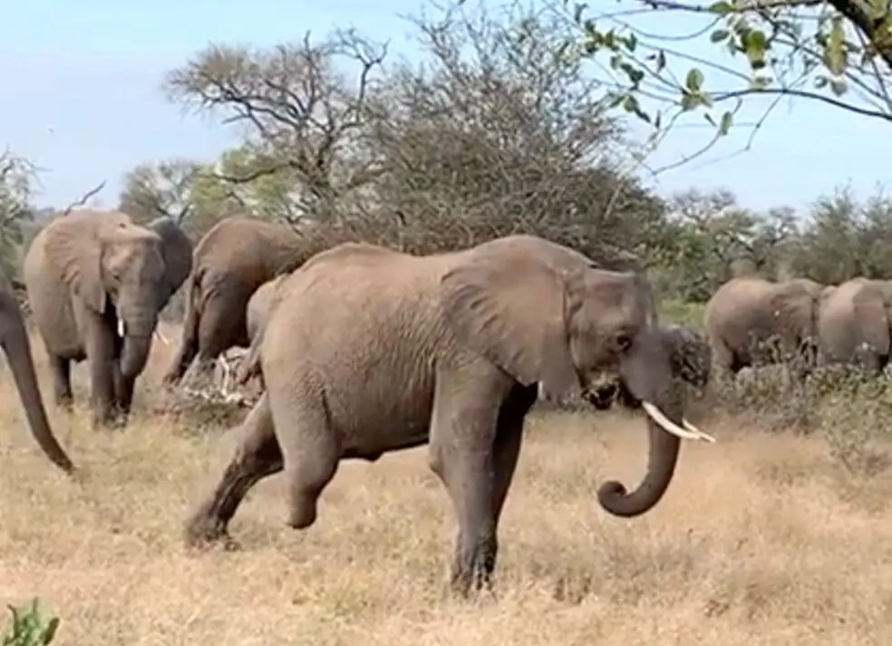 تصاویر | حمایت گله فیل‌ها از فیل سه پا