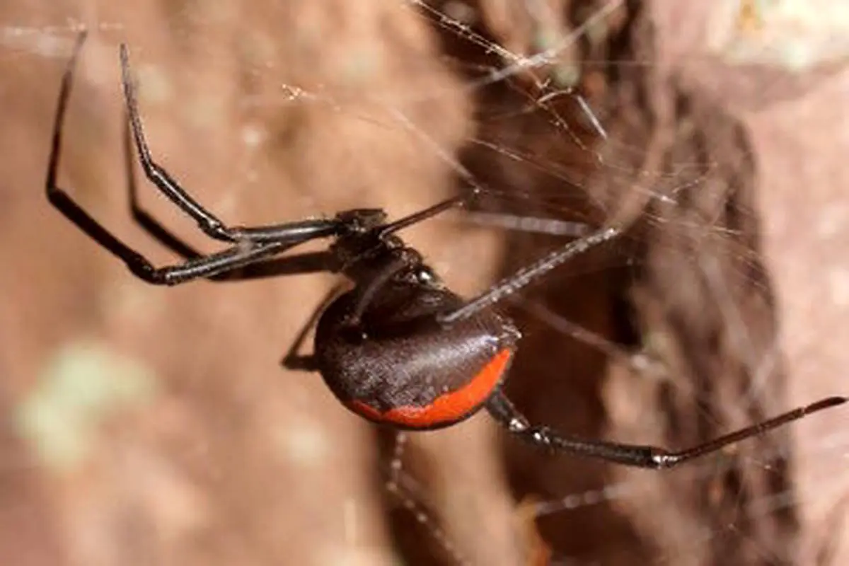 عکس | خطرناک‌ترین عنکبوت دنیا در ایران ساکن است!