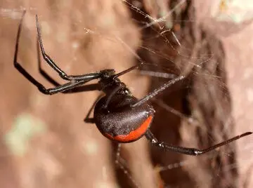 عکس | خطرناک‌ترین عنکبوت دنیا در ایران ساکن است!