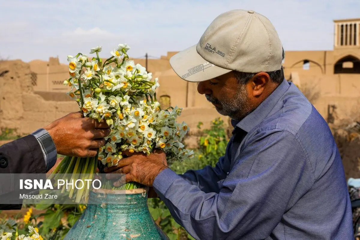 تصاویر| سایت کاشت گل نرگس در یزد