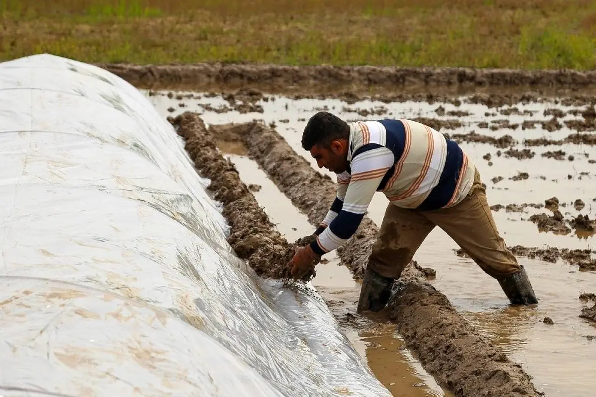 تصاویری از آماده سازی خزانه برنج در گیلان