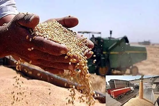 دلیل تعجیل دولت در واردات گندم در سال افزایش تولید چیست؟