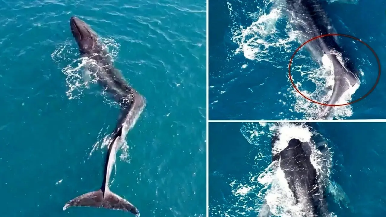 تصاویری عجیب از نهنگی با ستون فقرات خمیده!