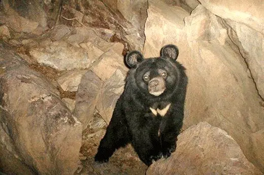 فیلمی تلخ از حیوان‌آزاری یک توله خرس در بلوچستان!