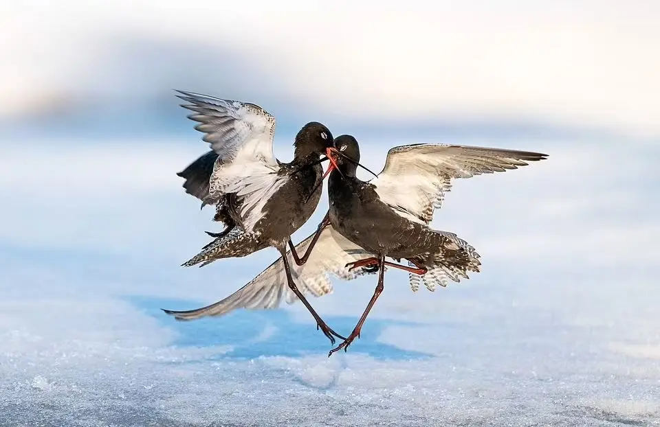 تصاویر| فینالیست‌های «عکاس پرنده سال»