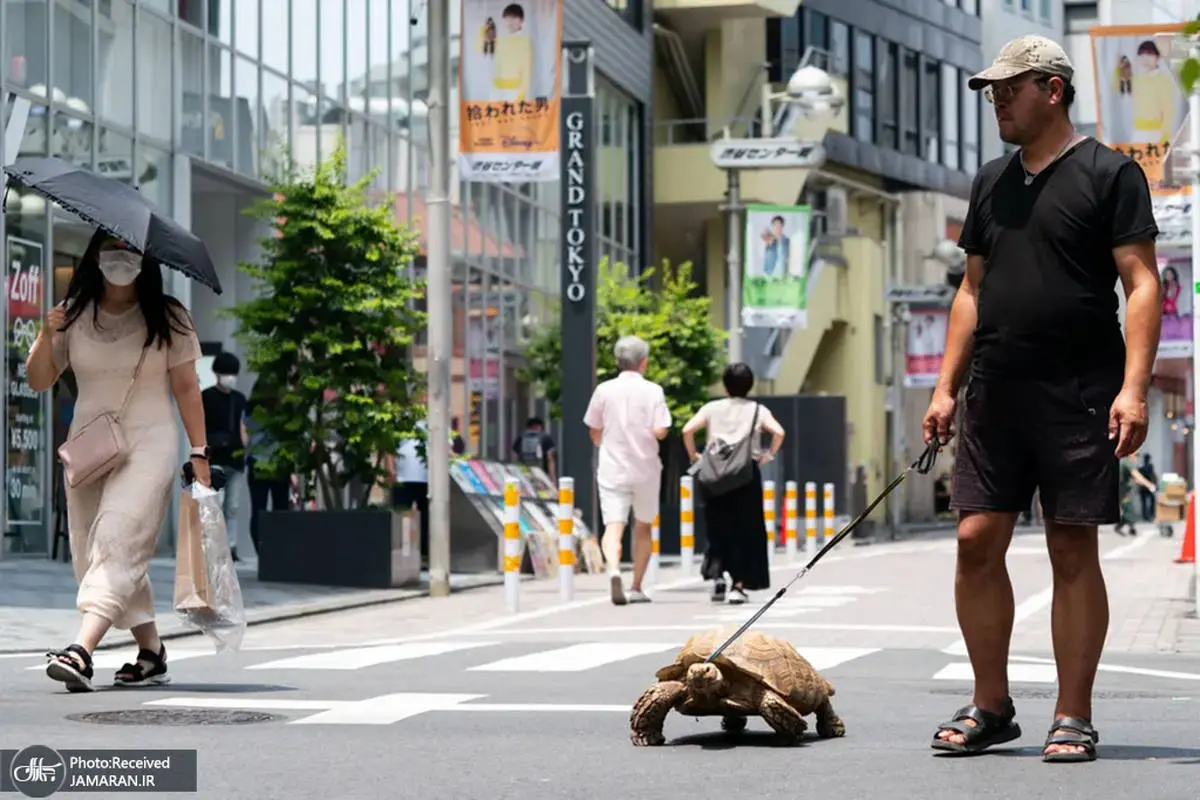 عکس| حیوان خانگی مرد ژاپنی!