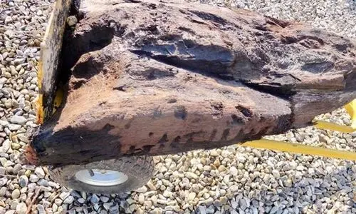 کشف چوب چند هزار ساله