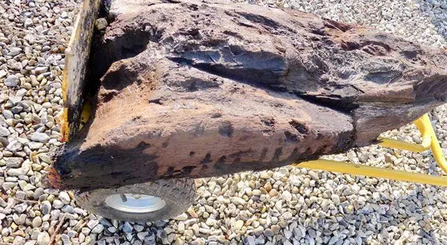 کشف چوب چند هزار ساله