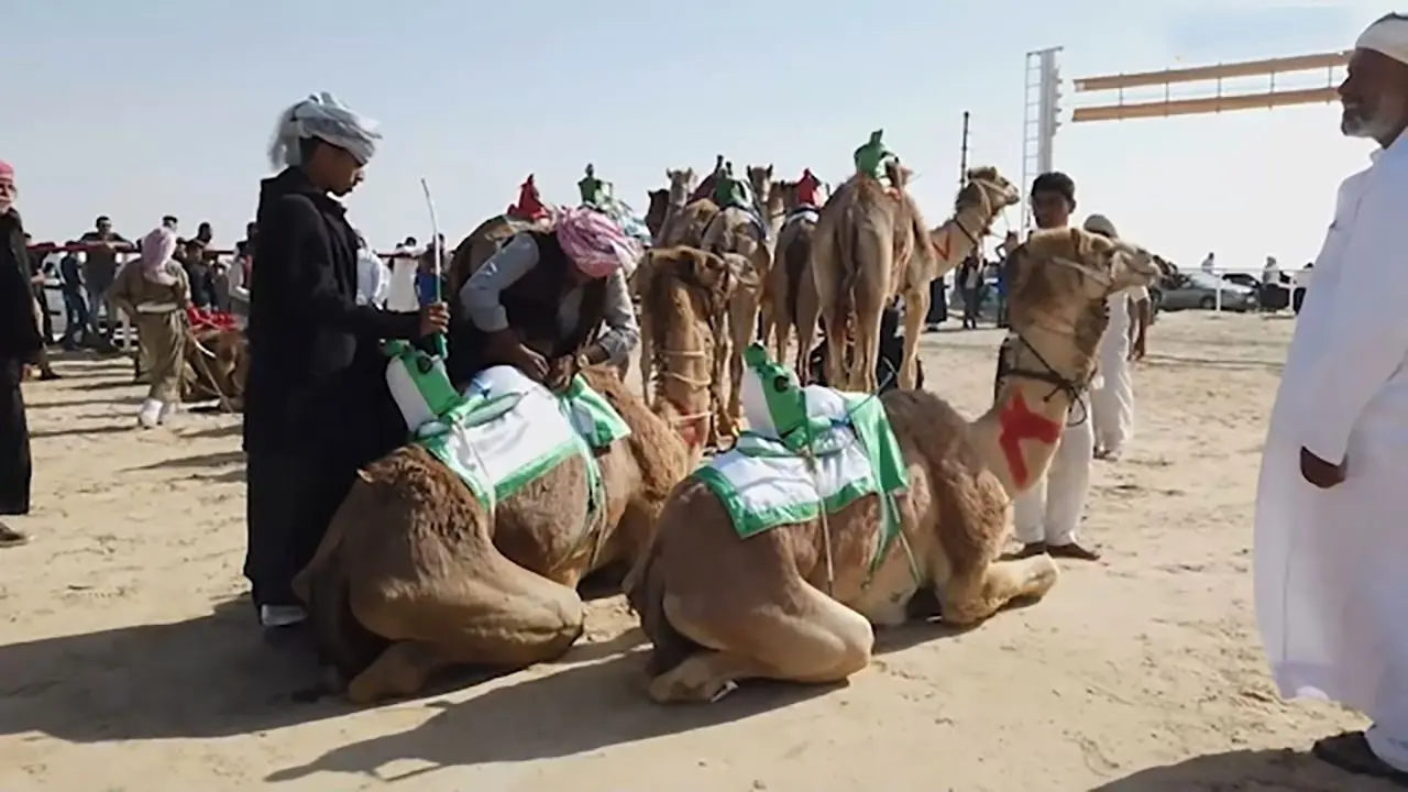 فیلم | مسابقه بیش از ۸۰۰ شتر در مصر