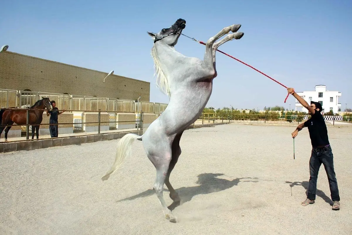 فیلم| حیوان‌آزاری دردناک یک اسب در آدانا ترکیه