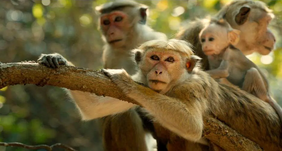 سریلانکا 100هزار میمون به چین صادر می کند

