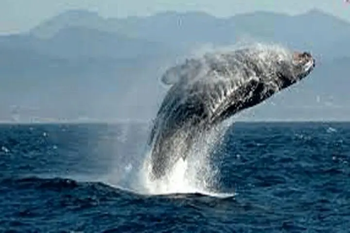 فیلم| لحظه دلهره‌آور محاصره شدن یک قایقران در برابر نهنگ‌ها!