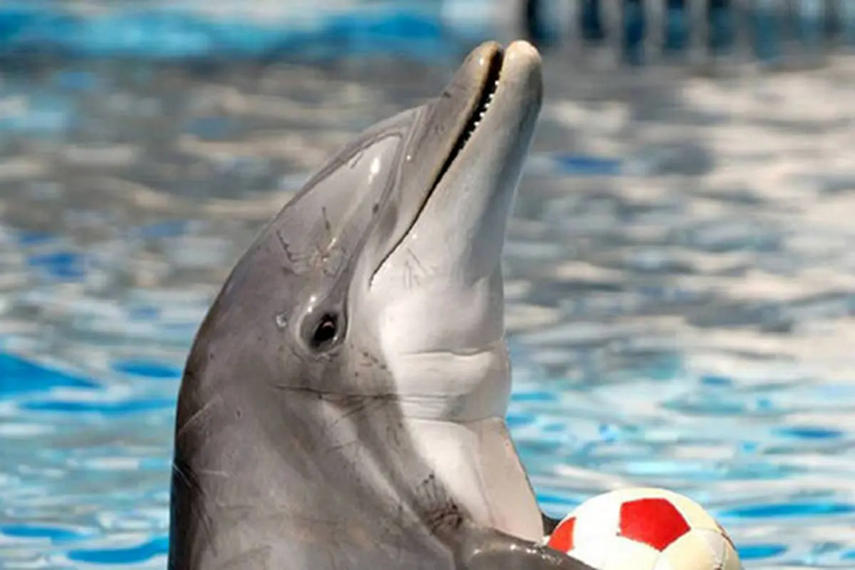 دلفین ها هم آلزایمر می گیرند