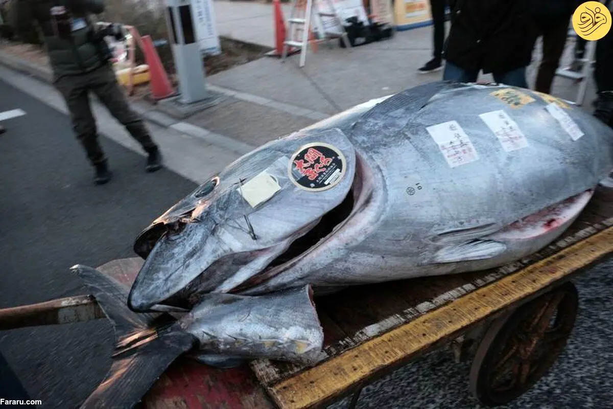 تصاویر| ماهی تن غول پیکر ۲۷۵ هزار دلار فروخته شد