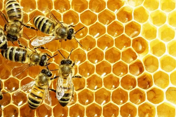 فیلم| تولید عسل سفید در خوانسار!