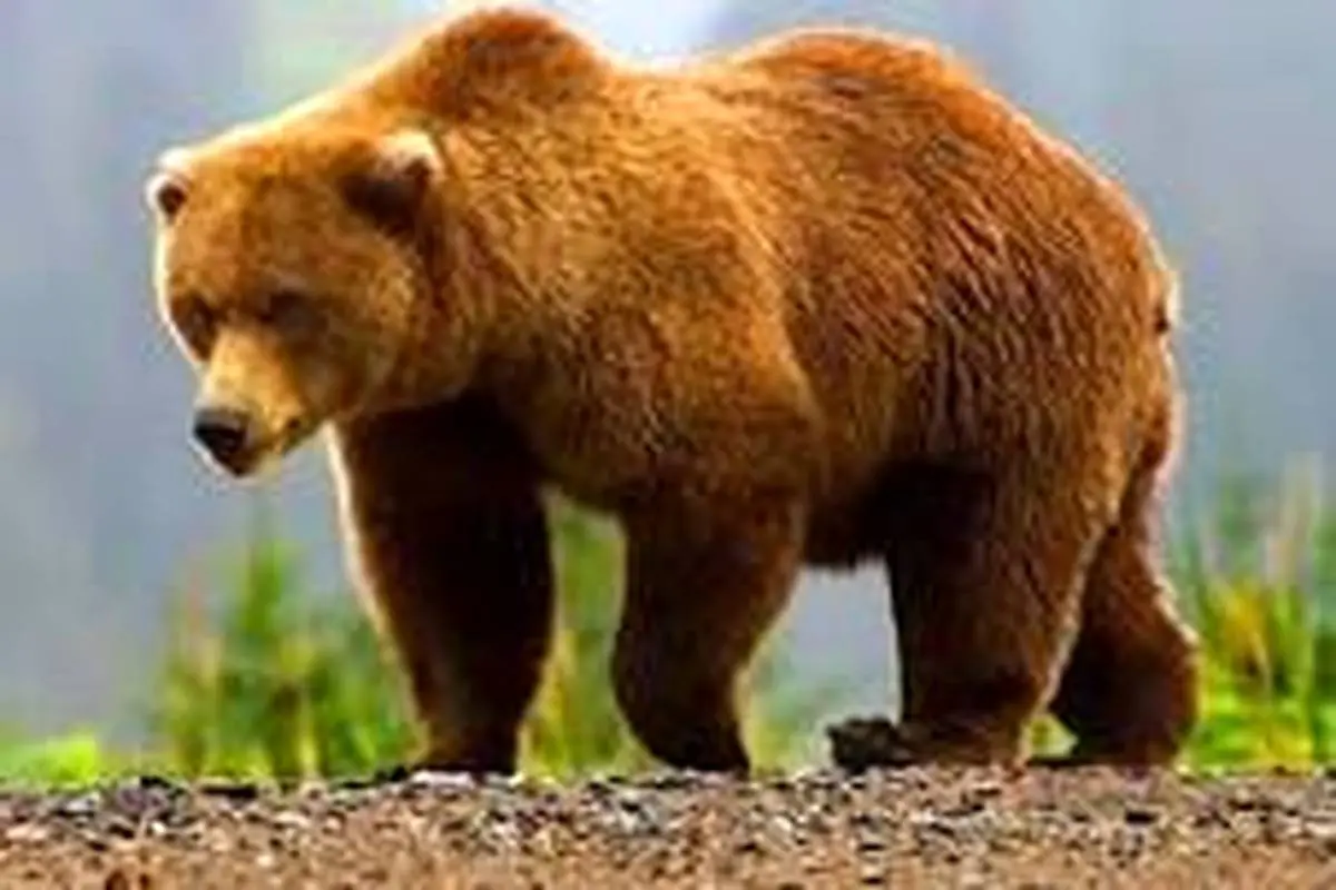 مشاهده یک قلاده خرس به همراه دو توله در لرستان +عکس
