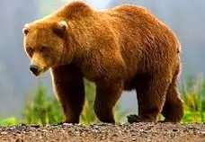 مشاهده یک قلاده خرس به همراه دو توله در لرستان +عکس
