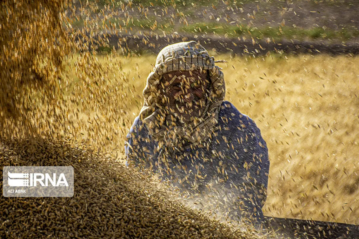 تصاویر| آغاز برداشت گندم از مزارع در سمنان