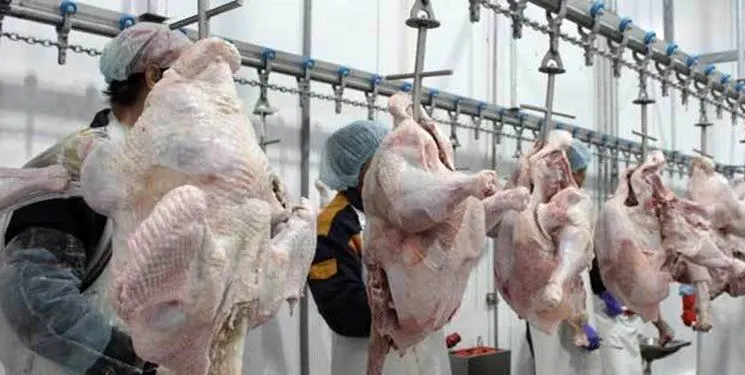 یزد در آستانه تبدیل شدن به قطب تولید گوشت بوقلمون کشور/ افزایش تولید به 5500 تن

