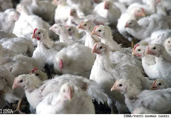 دولت باید صفر تا ۱۰۰ "بازار مرغ" را به بخش خصوصی واگذار کند

