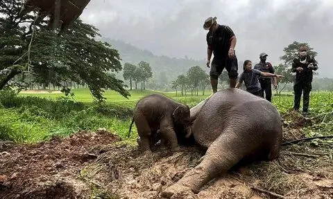 فیلم| نجات فیل آسیایی پس از سقوط در گودال