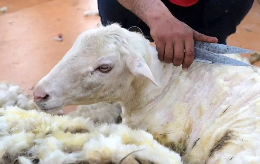 فیلم| مسابقات چیدن پشم گوسفندان در ارمنستان!