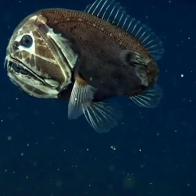 فیلمی از ترسناک‌ترین و خشن‌ترین ماهی دنیا
