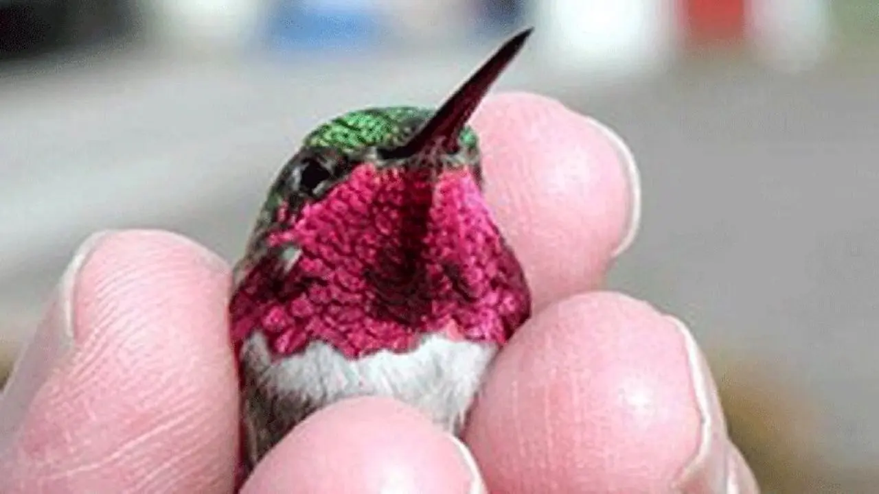 فیلم| پرنده‌ای شگفت‌انگیز که در یک دقیقه ۶۲ بار رنگ عوض می‌کند!