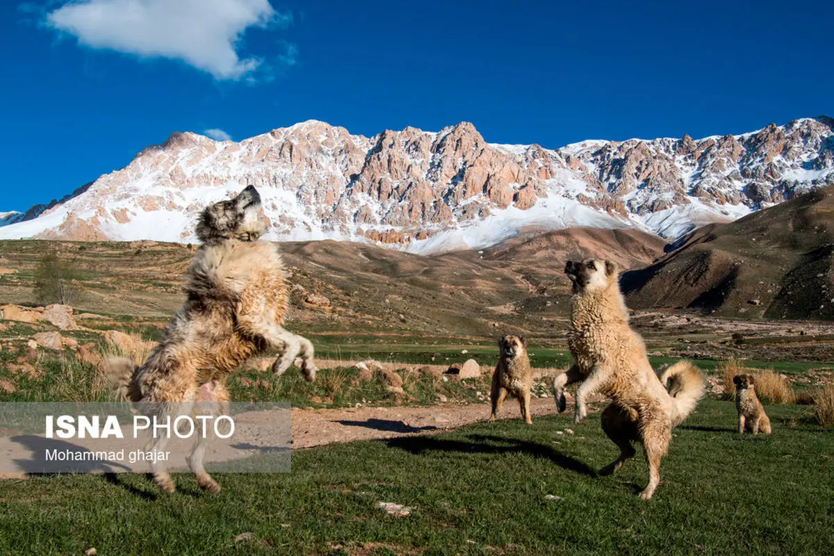 تصاویر | سفید پوش شدن ارتفاعات شاهکوه استان گلستان