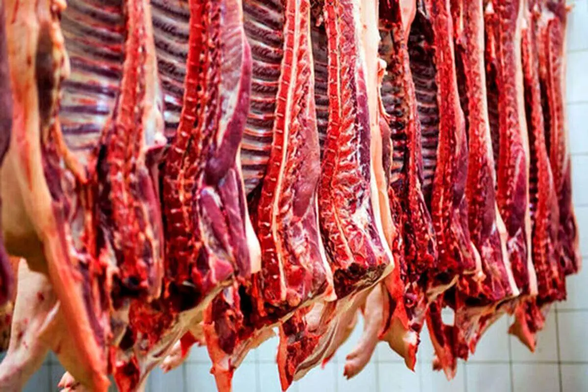 تکذیب واردات گوشت حیوان حرام گوشت به کشور