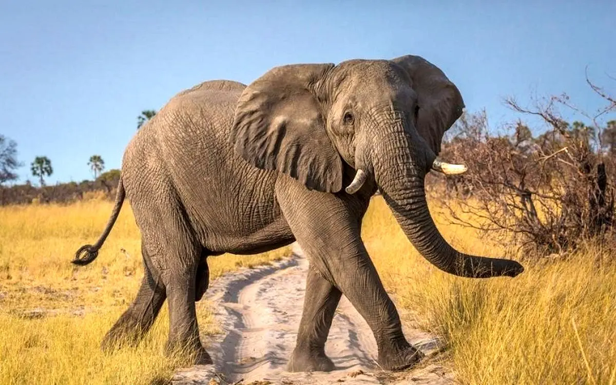 فیلمی پربازدید از لحظه سرقت فیل‌های تایلندی از بار کامیون‌های نیشکر!