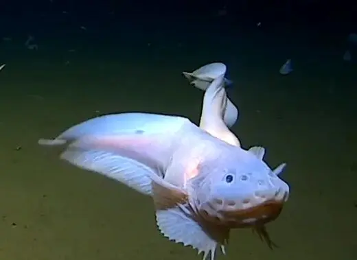 رکوردشکنی یک ماهی شگفت‌انگیز در مقابل دوربین در عمق باورنکردنی ۸ کیلومتری دریا!
