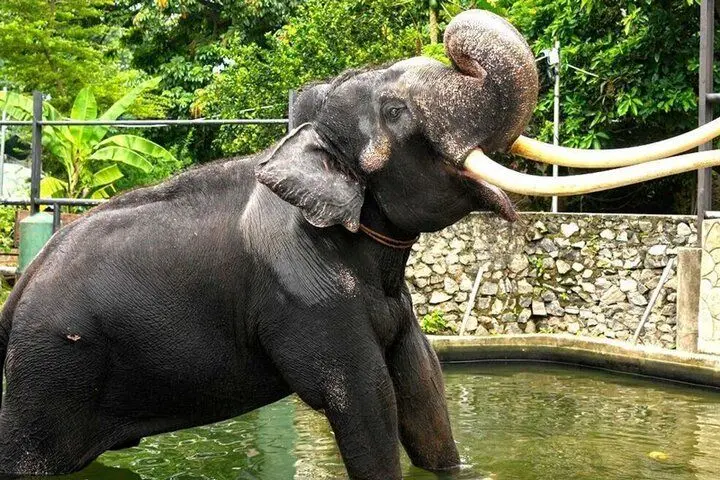 فیلم| بازگرداندن فیل جنجالی تایلندی پس از بدرفتاری با او در سریلانکا