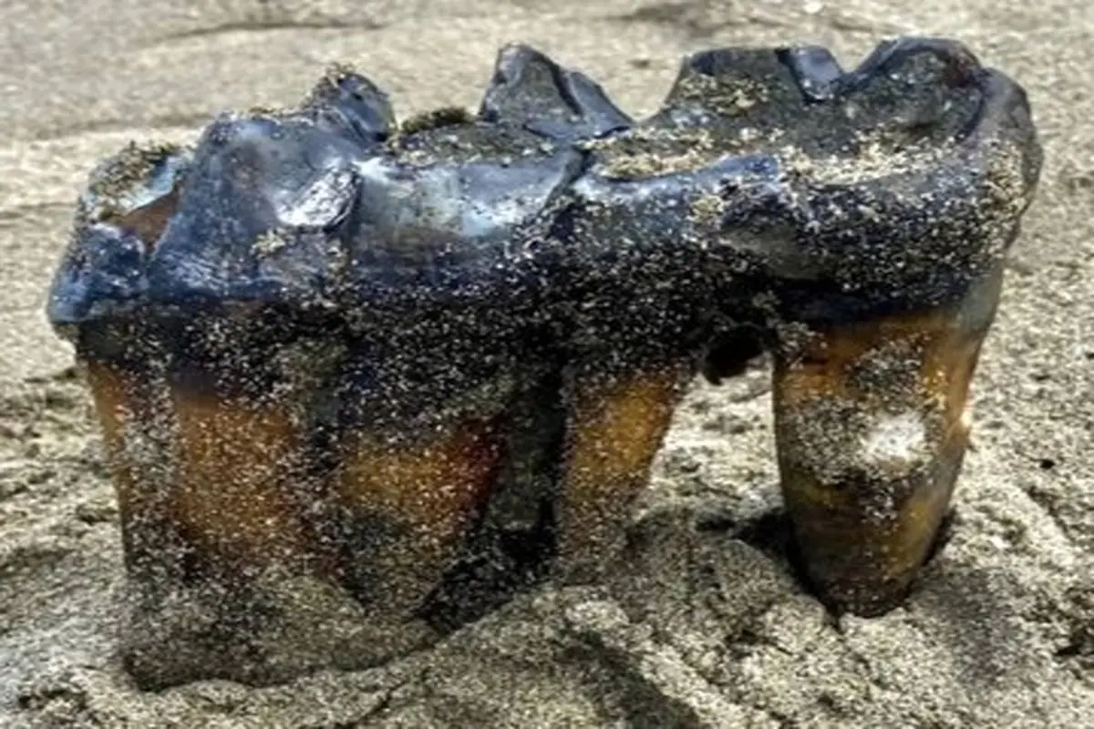 عکس| کشف دندان‌های بزرگ و عجیب موجودی که هزاران سال پیش می‌زیسته است
