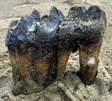 عکس| کشف دندان‌های بزرگ و عجیب موجودی که هزاران سال پیش می‌زیسته است