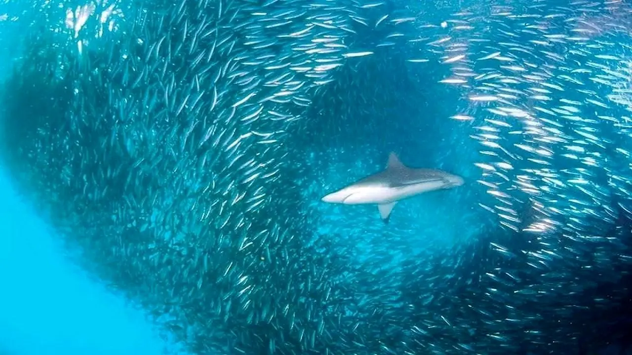 فیلم| حمله هوشمندانه کوسه‌ها به دسته ماهی‌ها