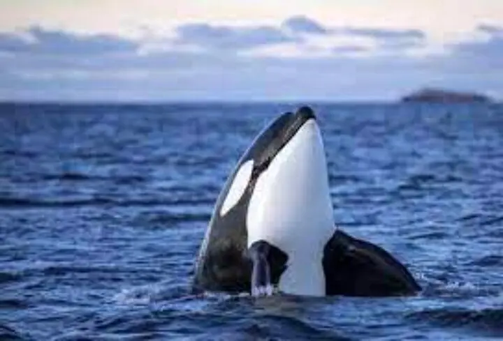 فیلم| لحظه دلهره‌آور محاصره شدن یک قایقران در برابر نهنگ‌ها!