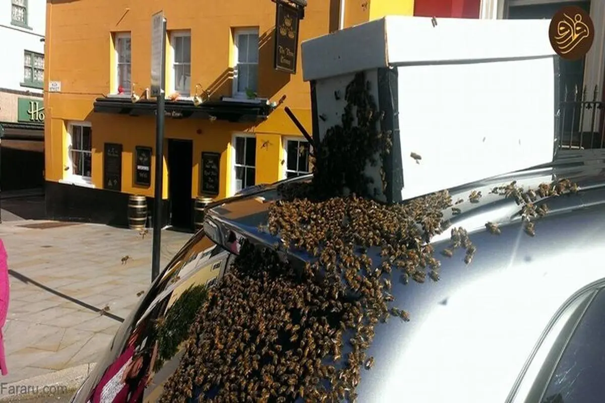 تصاویر | ۴۸ ساعت تعقیب یک خودرو توسط ۲۰ هزار زنبور عسل!