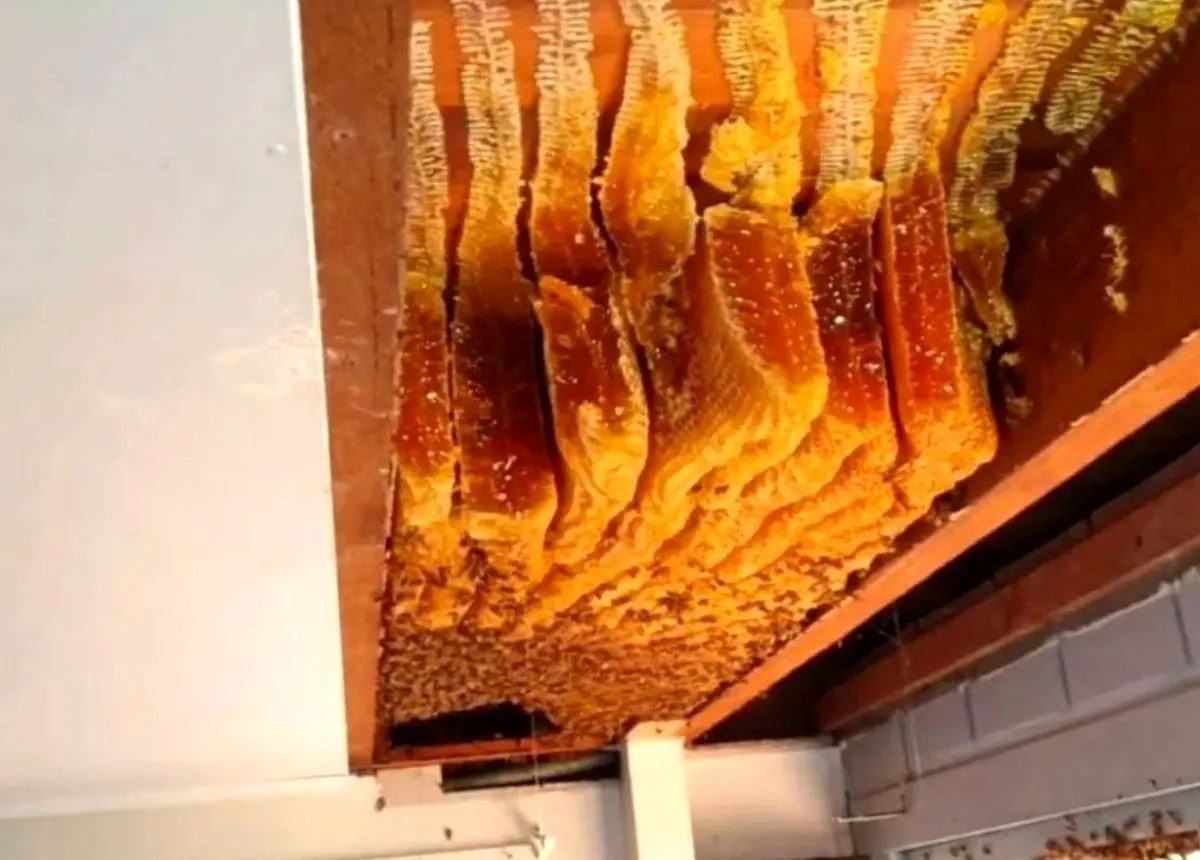 فیلم| کشف یکی از بزرگترین کندو عسل‌های جهان در سقف یک خانه!