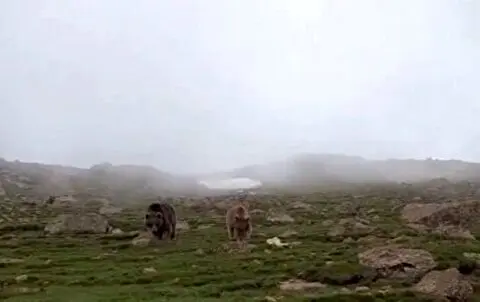 فیلم| گشت‌زنی دیدنی یک خرس با توله‌هایش در ارتفاعات ساوالان