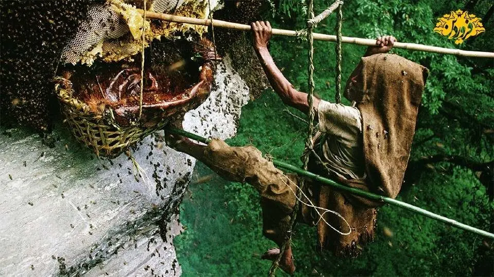 شکارچیان عسل در کوهستان های مرتفع نپال/ بازی با مرگ