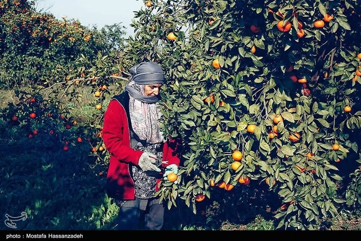 تصاویر| برداشت نارنگی در گلستان