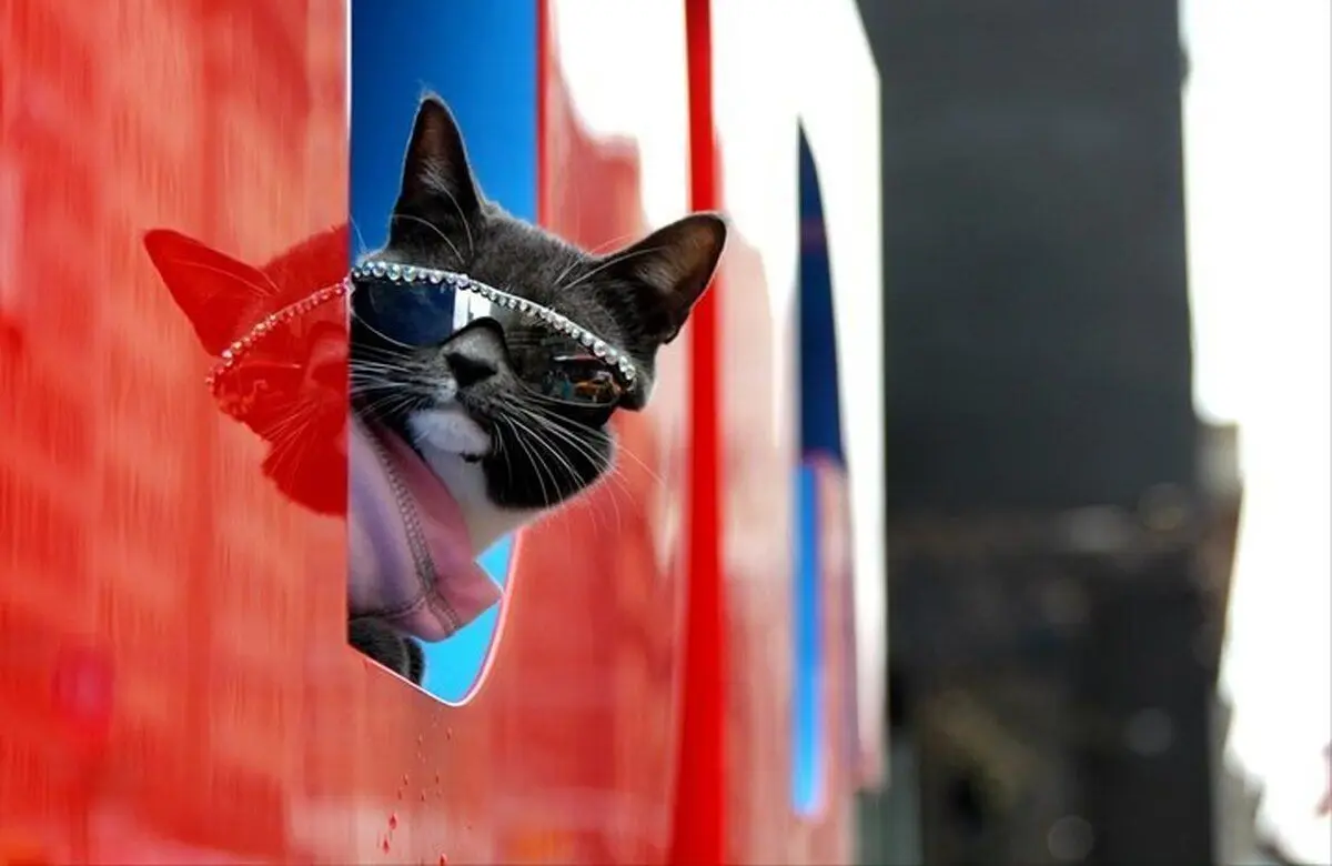 فیلمی پربازدید از یک گربه استثنایی با عینک آفتابی!