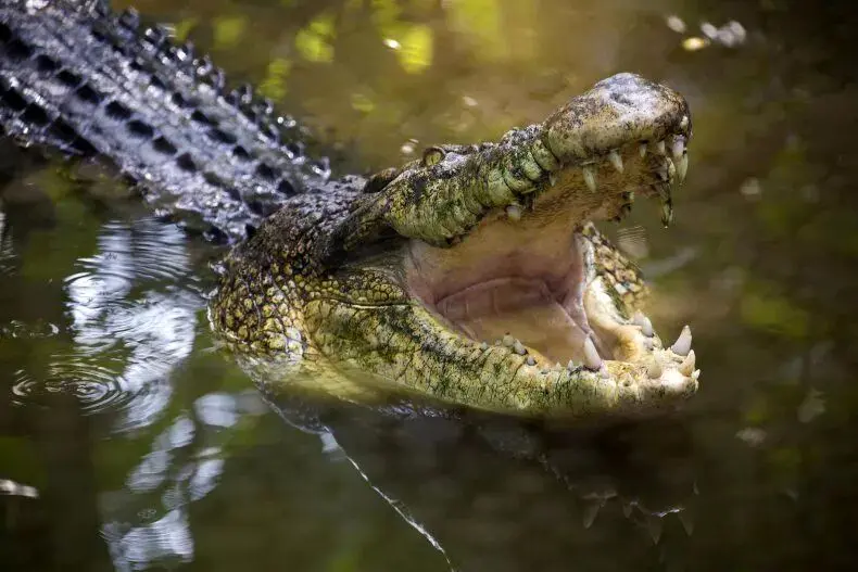 خونسردی کارمند باغ‌ وحش باعث نجاتش از دهان تمساح شد!