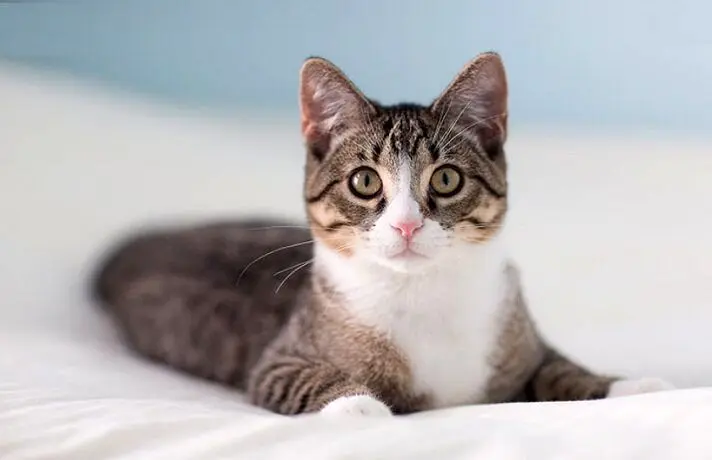فیلم| اجرای حرکات تخصصی ژیمناستیک توسط یک گربه ورزشکار!